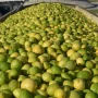 Pérdida de jornales: en Uatre advirtieron que las lluvias afectaron los ingresos de los trabajadores citrícolas