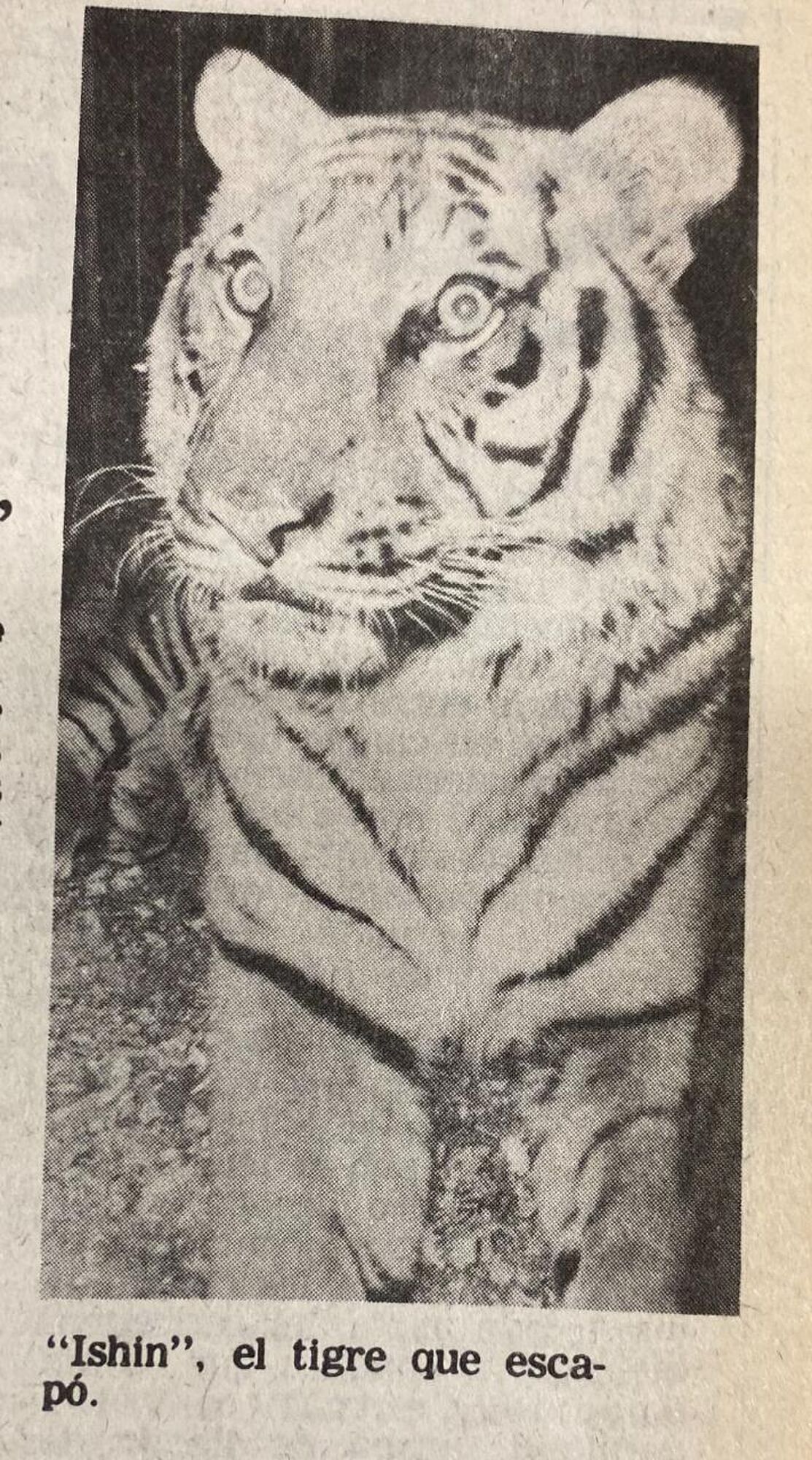 Recuerdos fotográficos: 1990. Dos días de sustos con tigres en Villa Amalia