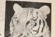 Recuerdos fotográficos: 1990. Dos días de sustos con tigres en Villa Amalia