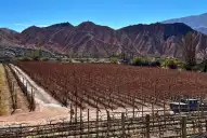 El padre soñó el vino, el hijo construyó la bodega y un enólogo supo interpretar la Quebrada de Humahuaca