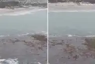 Sorpresa en Punta Mogotes: ¿qué es la “isla” que apareció frente a las playas de Mar del Plata?