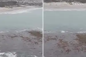 Sorpresa en Punta Mogotes: ¿qué es la “isla” que apareció frente a las playas de Mar del Plata?