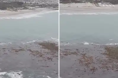 Sorpresa en Punta Mogotes: ¿qué es la “isla” que apareció frente a las playas de Mar del Plata?