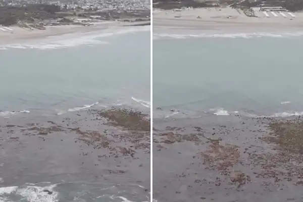 Sorpresa en Punta Mogotes: ¿qué es la “isla” que apareció frente a las playas de Mar del Plata?