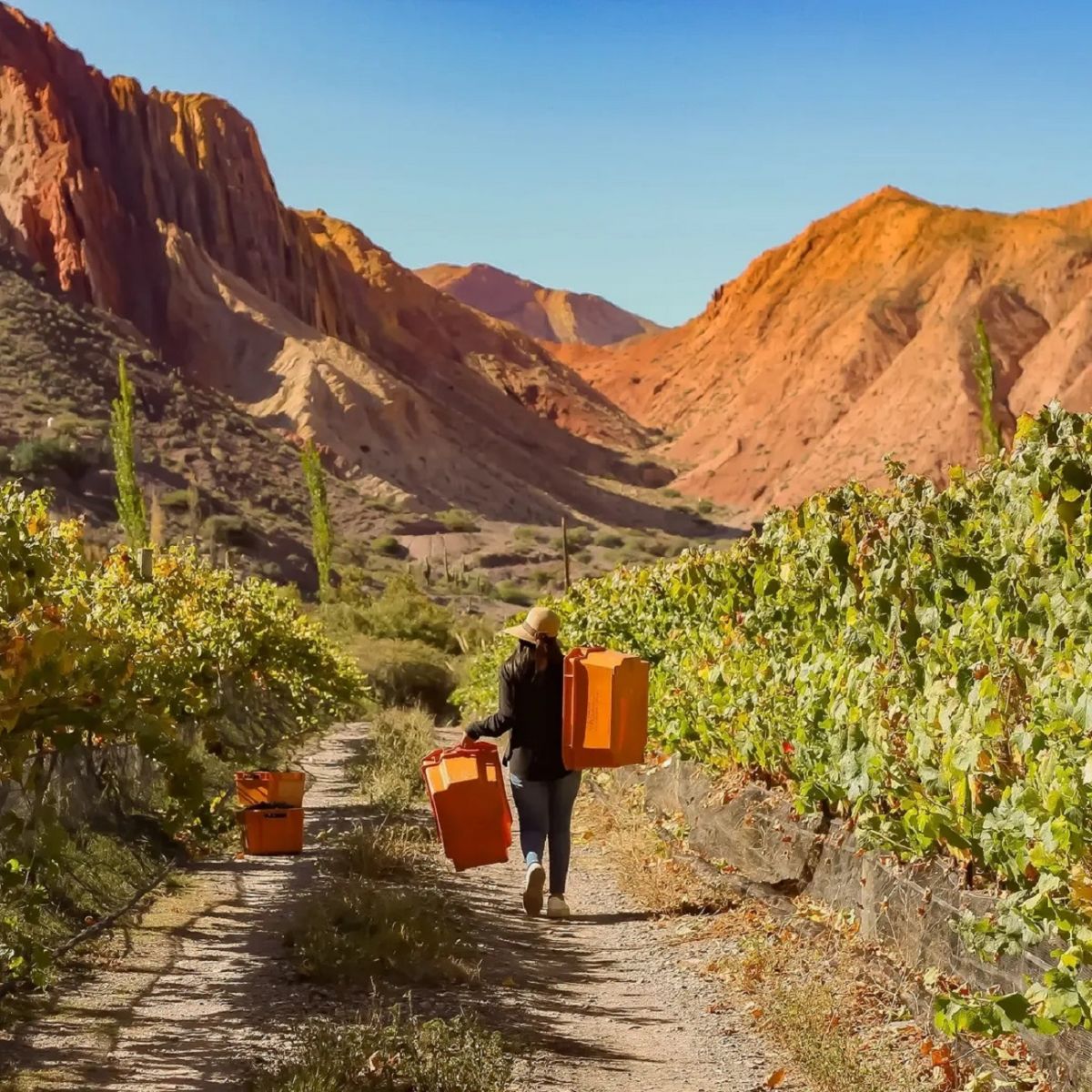 EN LA QUEBRADA. Los trabajadores juegan un papel clave en la elaboración de los vinos de Huichaira. 