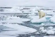 Un hombre fue multado con U$S 5.000 por despertar a un oso polar en Noruega