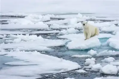 Un hombre fue multado con U$S 5.000 por despertar a un oso polar en Noruega