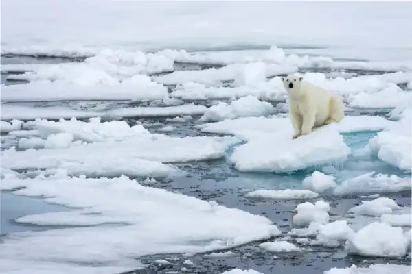 Un hombre fue multado con U$S 5.000 por despertar a un oso polar en Noruega