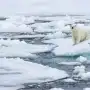 Un hombre fue multado con U$S 5.000 por despertar a un oso polar en Noruega