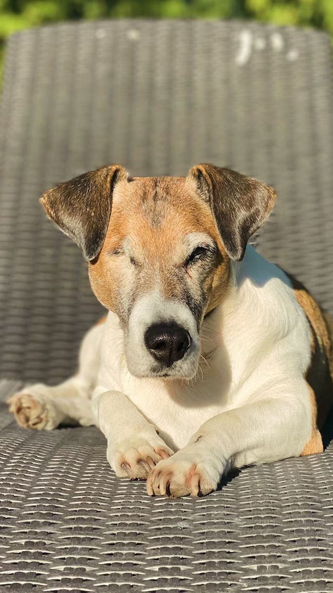 Kike, el perro de Federico Bal, tenía 17 años