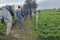 Expertos de la Eeaoc presentaron experiencias para manejo de malezas en trigo, garbanzo y colza