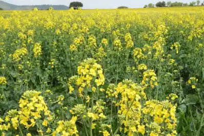 Colza: rendimientos obtenidos en ensayos resultan muy alentadores