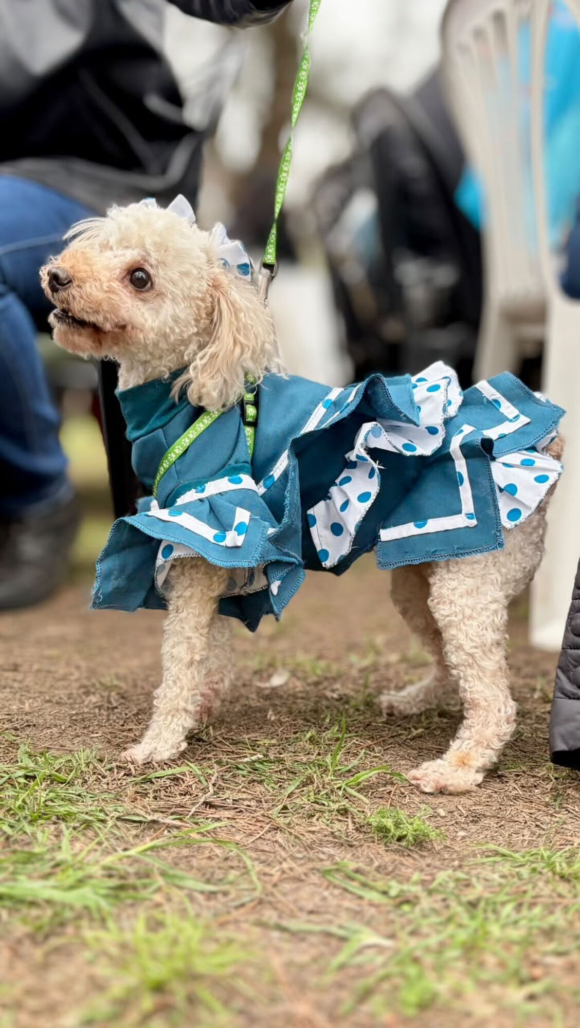 TODOS FUERON PARTE. La caniche Uma también llegó con su atuendo.