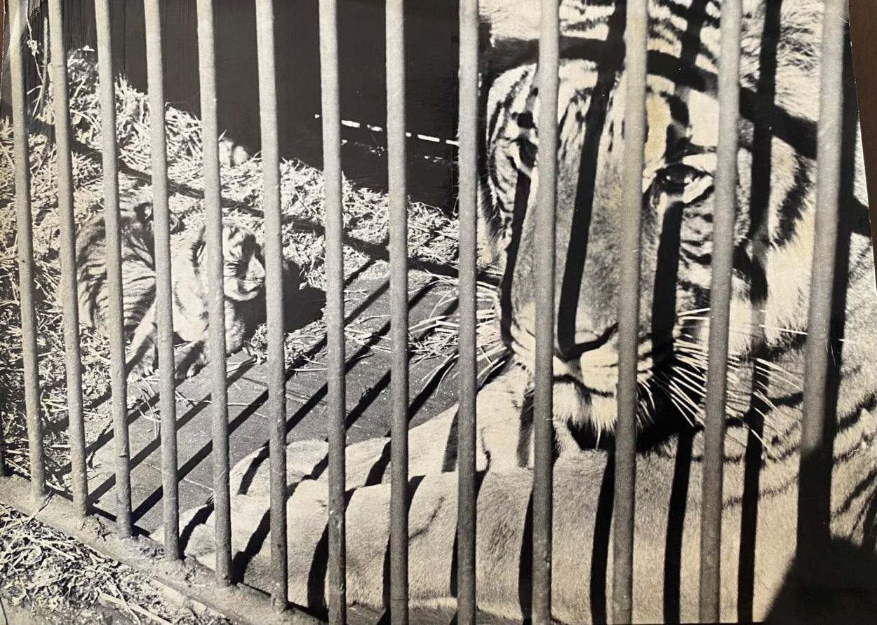 Recuerdos fotográficos: 1974 y 2003. Cuando nacieron tigres de circo en Tucumán