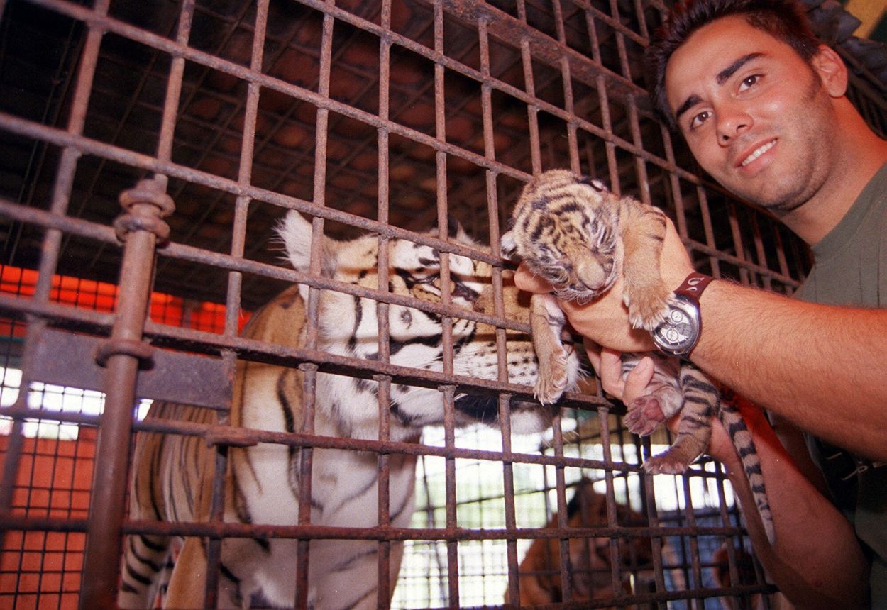 Recuerdos fotográficos: 1974 y 2003. Cuando nacieron tigres de circo en Tucumán