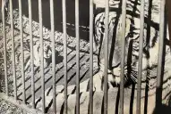 Recuerdos fotográficos: 1974 y 2003. Cuando nacieron tigres de circo en Tucumán