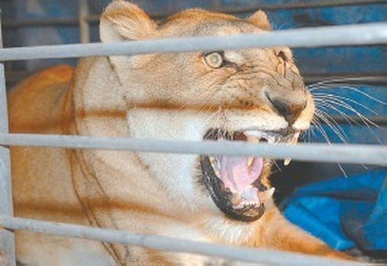 Recuerdos fotográficos: 2007. Tres leones alteraron la rutina en Ranchillos