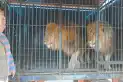 Recuerdos fotográficos: 2007. Tres leones alteraron la rutina en Ranchillos