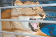 Recuerdos fotográficos: 2007. Tres leones alteraron la rutina en Ranchillos