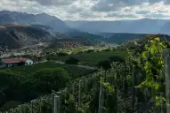 Amar y Vivir, el bolero que Matías Etchart convirtió en vino: la historia de Arca Yaco y el arte de hacer camino al andar