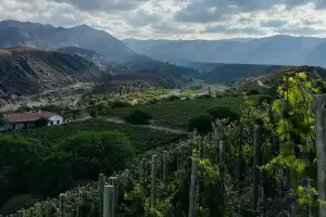 Amar y Vivir, el bolero que Matías Etchart convirtió en vino: la historia de Arca Yaco y el arte de hacer camino al andar