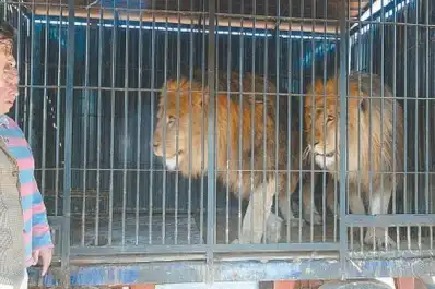 Recuerdos fotográficos: 2007. Tres leones alteraron la rutina en Ranchillos