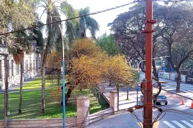 Cartas de lectores: El churqui frente a la plaza Urquiza se está muriendo