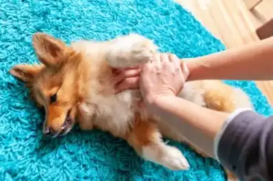 Asfixia en perros y gatos: cómo aplicar la maniobra de Heimlich y salvar una vida en el camino a la veterinaria