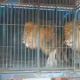 Recuerdos fotográficos: 2007. Tres leones alteraron la rutina en Ranchillos