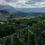 Amar y Vivir, el bolero que Matías Etchart convirtió en vino: la historia de Arca Yaco y el arte de hacer camino al andar