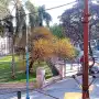 Cartas de lectores: El churqui frente a la plaza Urquiza se está muriendo