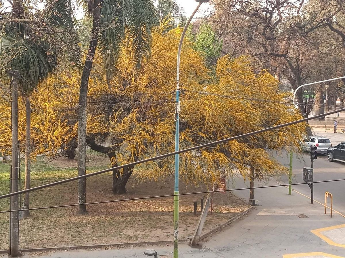 Cartas de lectores: El churqui frente a la plaza Urquiza se está muriendo