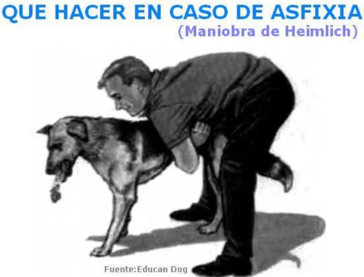 Asfixia en perros y gatos: cómo aplicar la maniobra de Heimlich y salvar una vida en el camino a la veterinaria