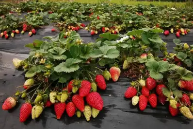 Frutilla, entre la falta de planificación y el impacto de las importaciones