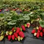 Frutilla, entre la falta de planificación y el impacto de las importaciones