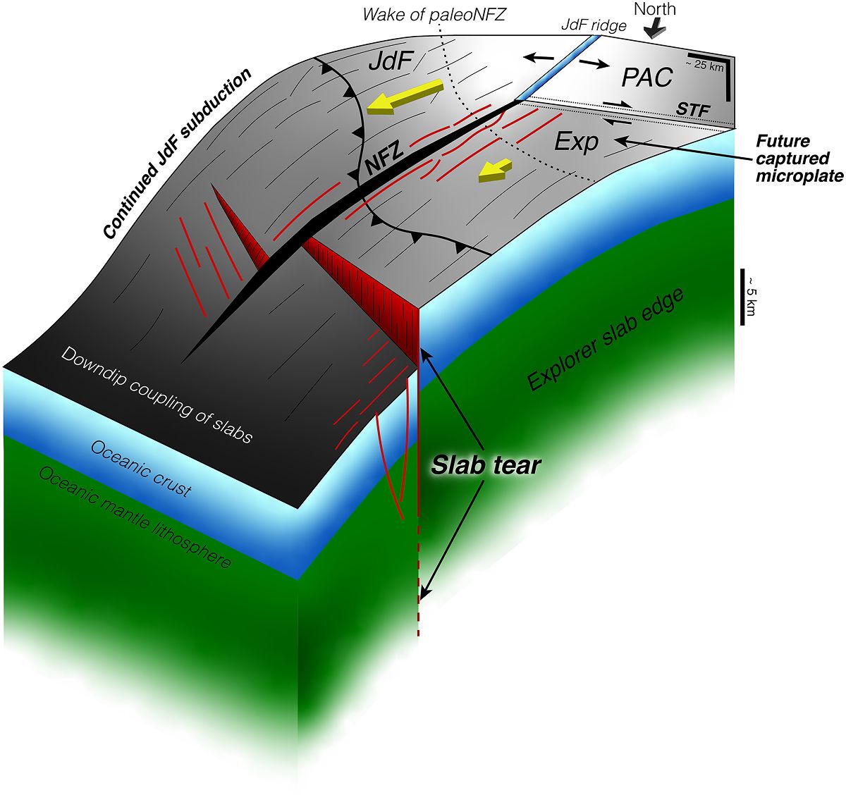 Interpretación esquemática en 3D de la fragmentación de la placa y cese de la subducción en el norte de Cascadia.
