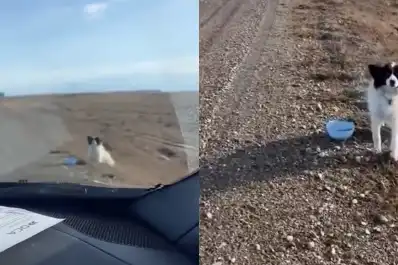 Rescató a una perra abandonada en la ruta y la historia de Lola volvió a conmover a miles de personas