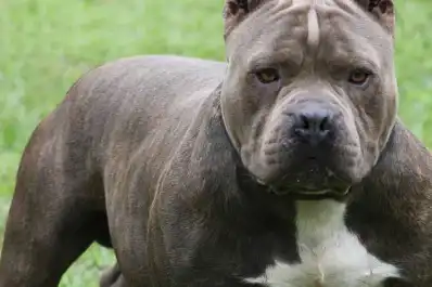 Una bebé de cuatro meses murió tras ser atacada por un pitbull mientras dormía