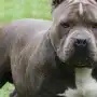 Una bebé de cuatro meses murió tras ser atacada por un pitbull mientras dormía
