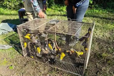 Rescataron 40 aves del tráfico ilegal y las devolvieron a la naturaleza en Tucumán
