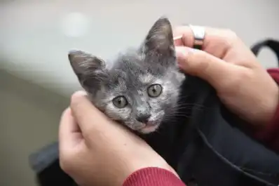Una nueva página para adoptar y castrar animales ya funciona en Tucumán