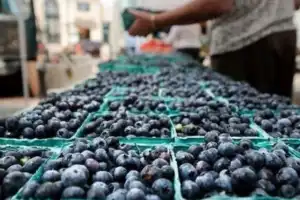 Arándano: el mercado está al borde de un cambio estructural