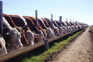 El Senasa simplificó requisitos para la inscripción de feedlots