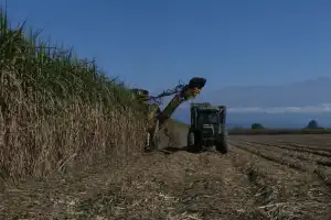 Caña: cosechar una tonelada costó, en promedio, $ 10.680