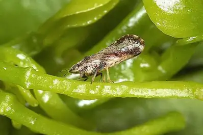 La amplitud térmica devastó amplias poblaciones de chicharritas en todo el país