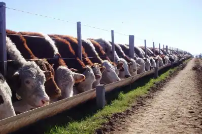 El Senasa simplificó requisitos para la inscripción de feedlots