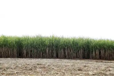 TUC 03-12: con un 27,3% es la segunda variedad más cultivada