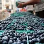 Arándano: el mercado está al borde de un cambio estructural