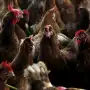 Bioseguridad y notificación para prevenir la influenza aviar