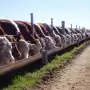 El Senasa simplificó requisitos para la inscripción de feedlots